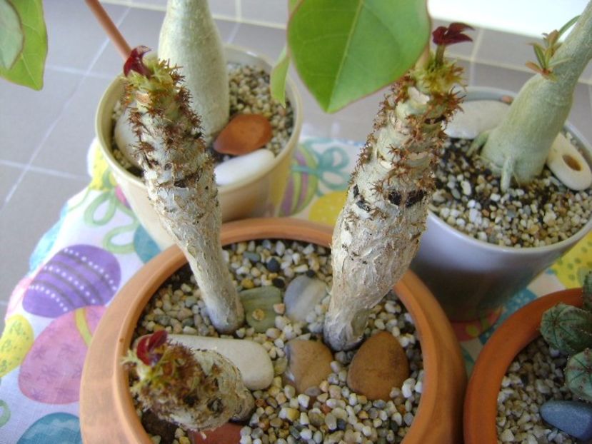 Jatropha podagrica - Caudiciforme si bulbi 2017