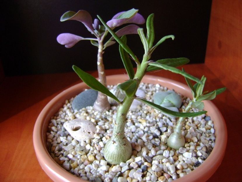 Pachypodium suculentum - Caudiciforme si bulbi 2017