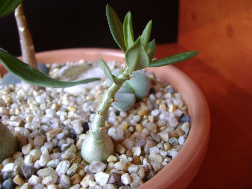 Pachypodium suculentum - Caudiciforme si bulbi 2017