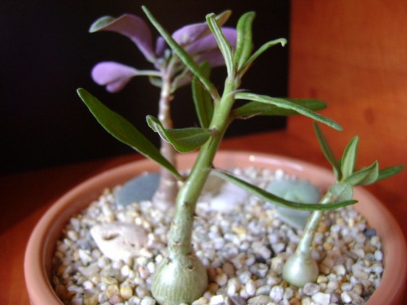 Pachypodium suculentum - Caudiciforme si bulbi 2017