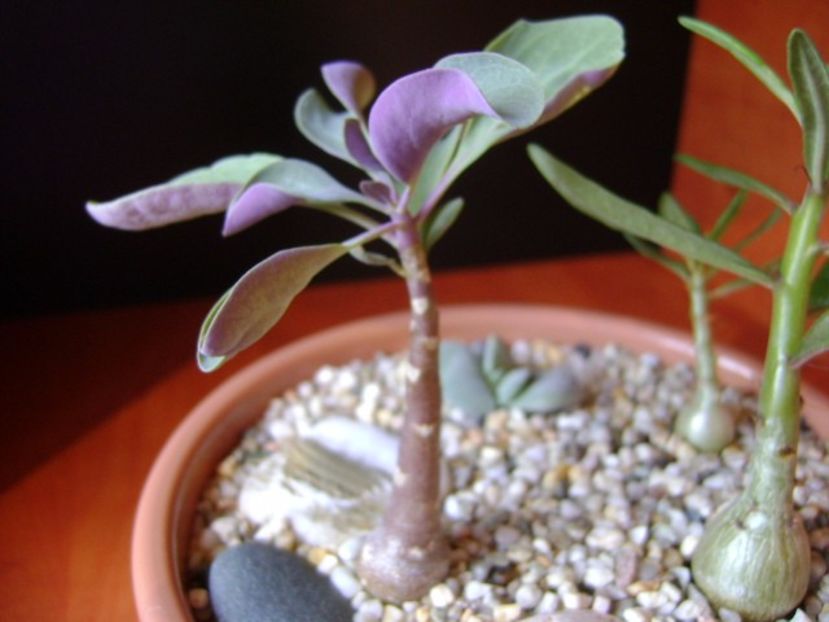 Othonna triplinervia - Caudiciforme si bulbi 2017