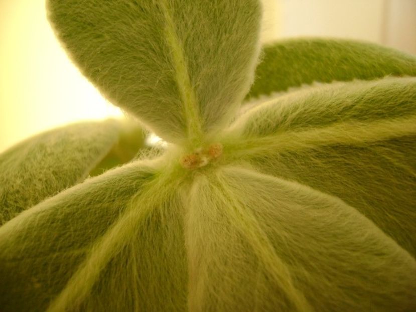 Sinningia leucotricha, boboci - Caudiciforme si bulbi 2017