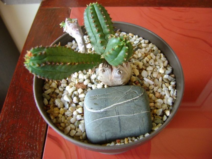 Euphorbia tubiglans - Suculente 2017