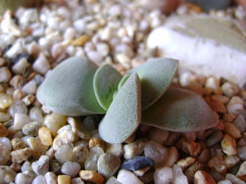 Crassula cv. Morgan’s Beauty - Suculente 2017