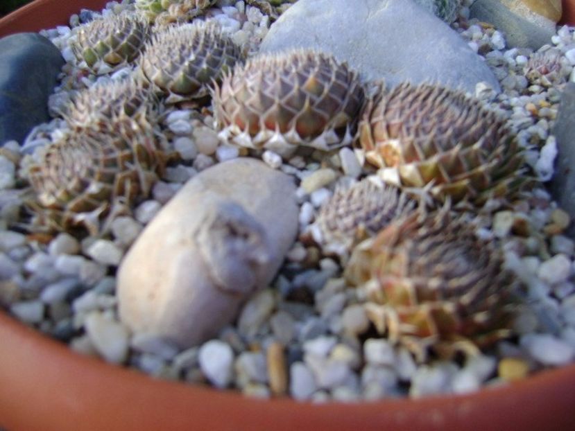 Orostachys spinosa & Sempervivum arachnoideum - Suculente 2017