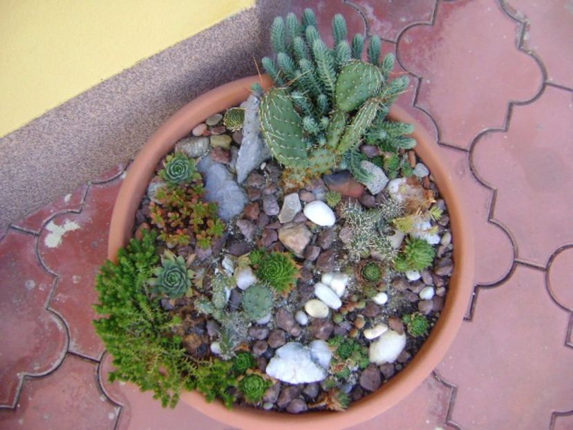 Minirocarie - Suculente 2017