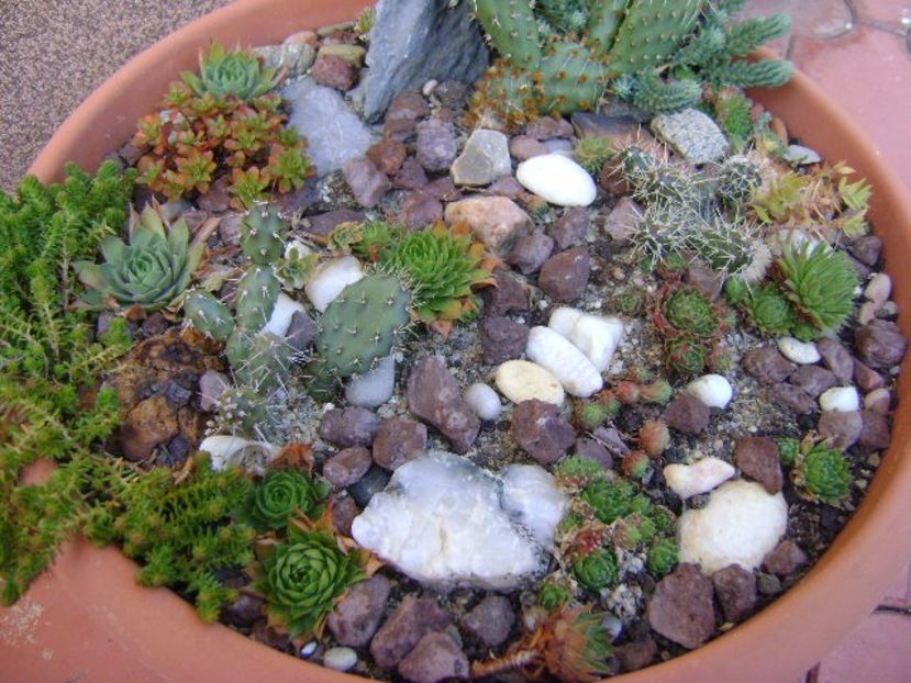 Minirocarie - Suculente 2017