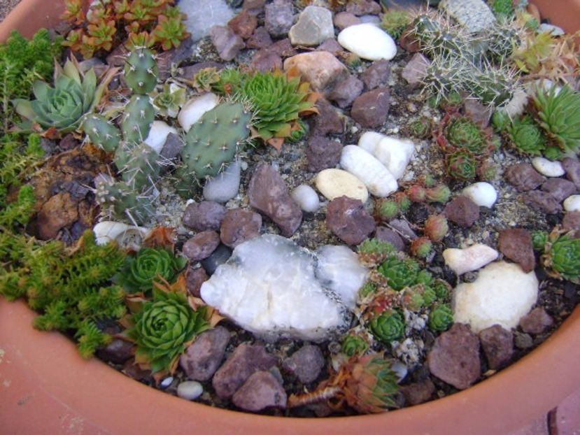 Minirocarie - Suculente 2017