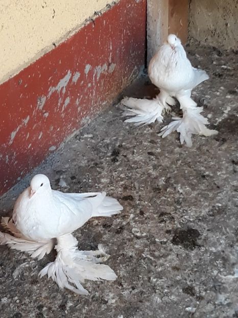  - Gusatii pomerania pentru 2019