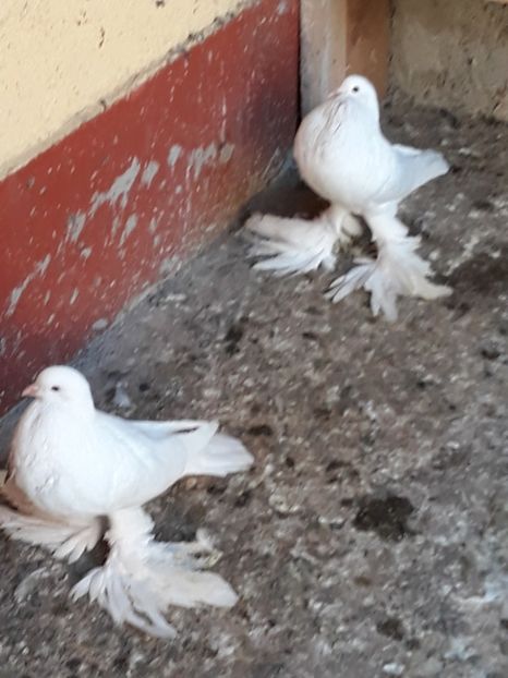  - Gusatii pomerania pentru 2019