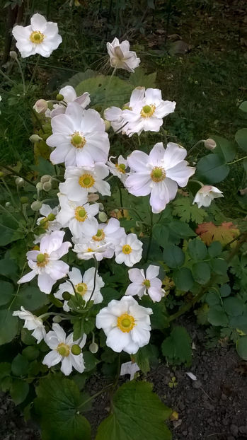  - Phlox si alte perene