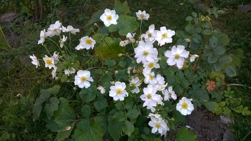  - Phlox si alte perene