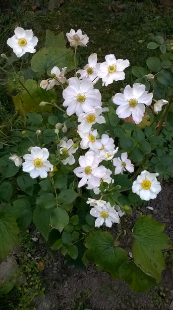  - Phlox si alte perene