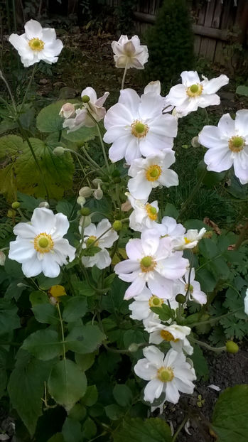  - Phlox si alte perene