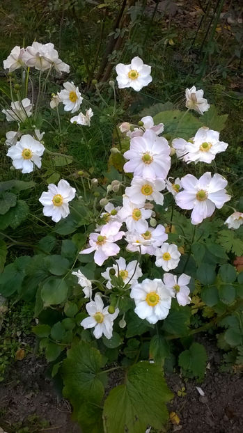  - Phlox si alte perene