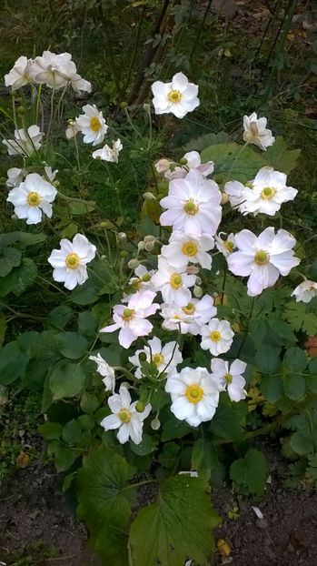 - Phlox si alte perene