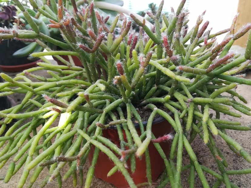 Rhipsalis - Rhipsalis