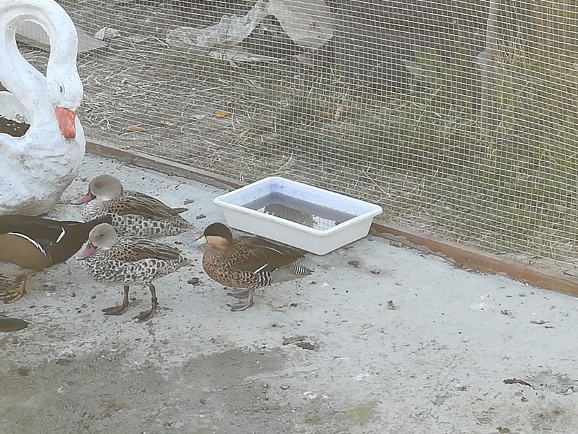  - Rața Mică cu cioc roșu