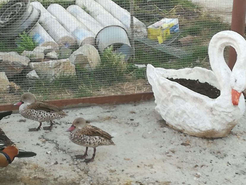  - Rața Mică cu cioc roșu