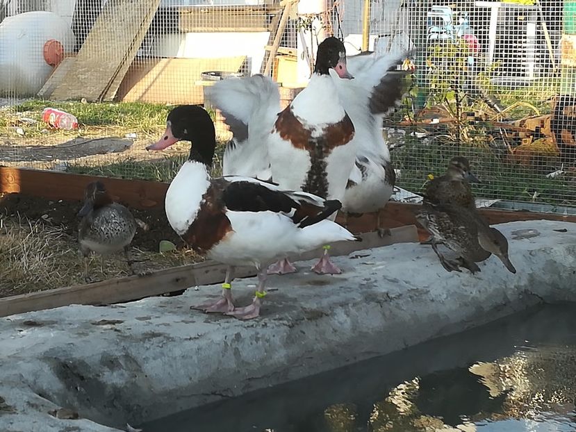  - Gâște Califar Alb