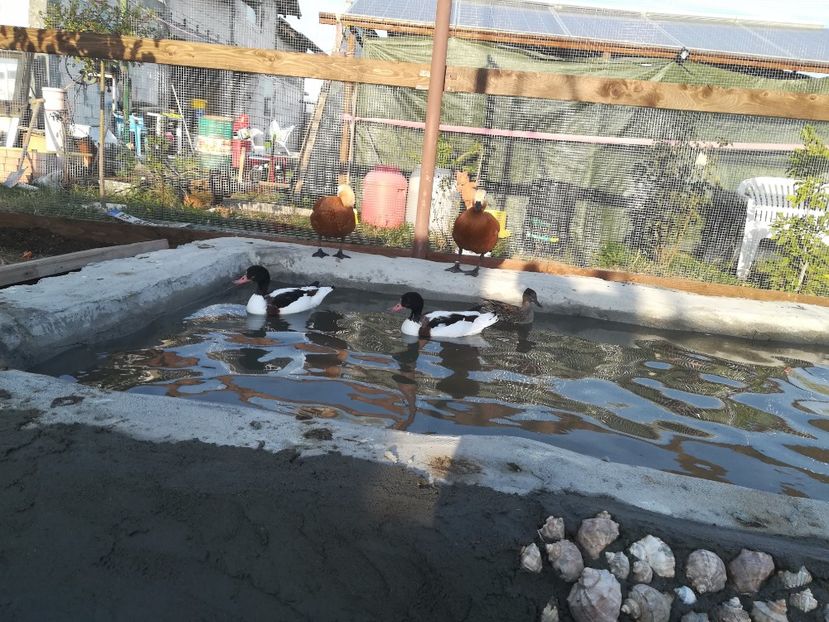  - Gâște Califar Alb