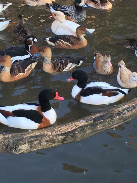 853840CB-FCA6-417B-B4E9-5E691879DF93 - Califar Alb