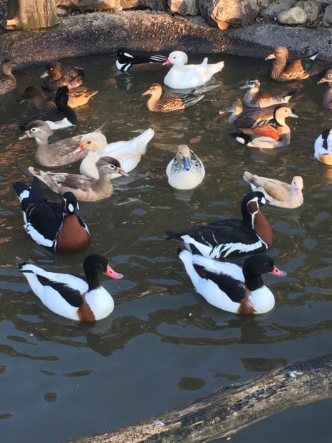 9FE135B3-F645-46E6-BEBE-A1F42F9DA3A3 - Califar Alb