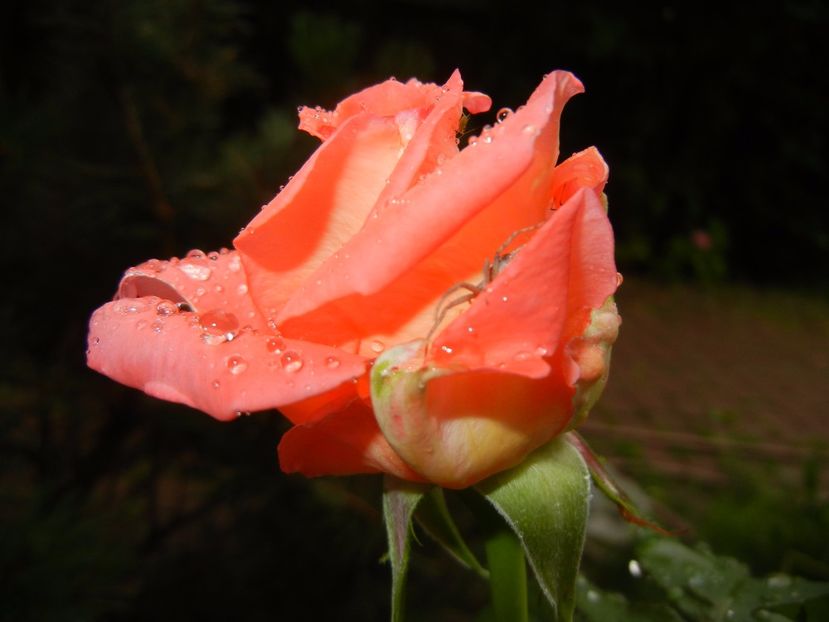 Bright Salmon Rose (2017, June 18) - Rose Salmon Bright