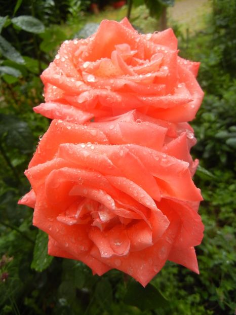 Bright Salmon Rose (2017, June 18) - Rose Salmon Bright