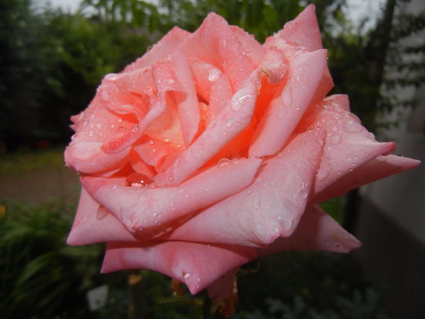 Bright Salmon Rose (2017, June 18) - Rose Salmon Bright