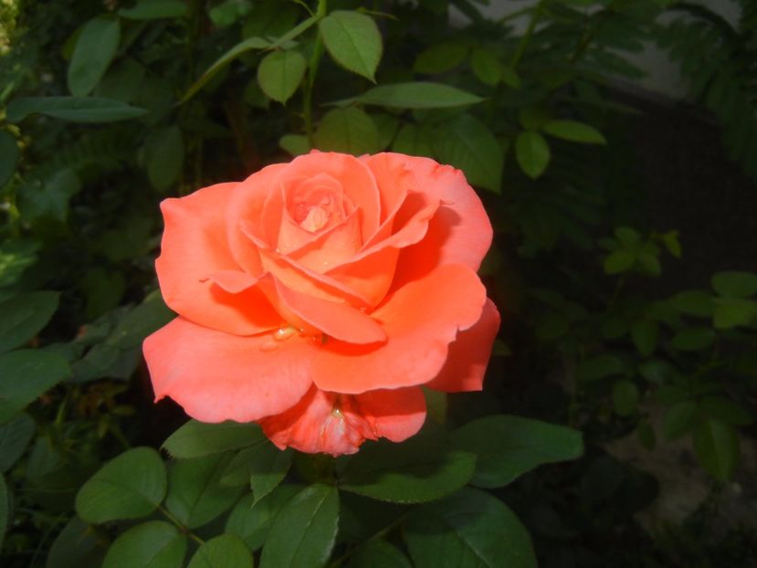 Bright Salmon Rose (2017, July 24) - Rose Salmon Bright