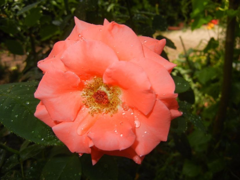 Bright Salmon Rose (2017, Aug.09) - Rose Salmon Bright