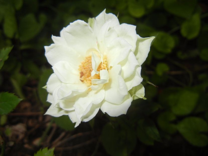 White Miniature Rose (2017, June 10) - Miniature Rose White