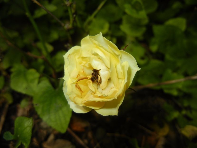 Yellow Miniature Rose (2017, June 28) - Miniature Rose Yellow