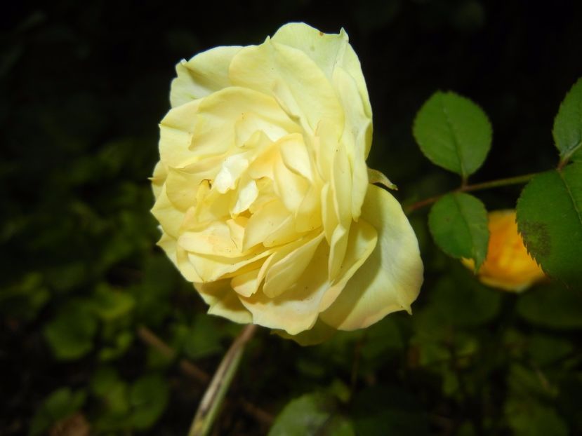 Yellow Miniature Rose (2017, June 28) - Miniature Rose Yellow