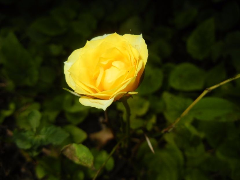 Yellow Miniature Rose (2017, June 28) - Miniature Rose Yellow