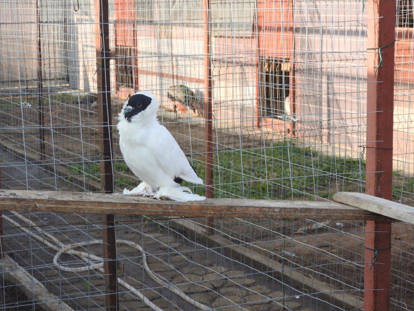  - 08 --- cap- de- maur