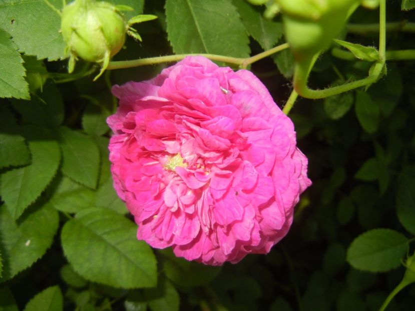 Rosa damascena (2017, May 21) - ROSA Damascena_Damask Rose