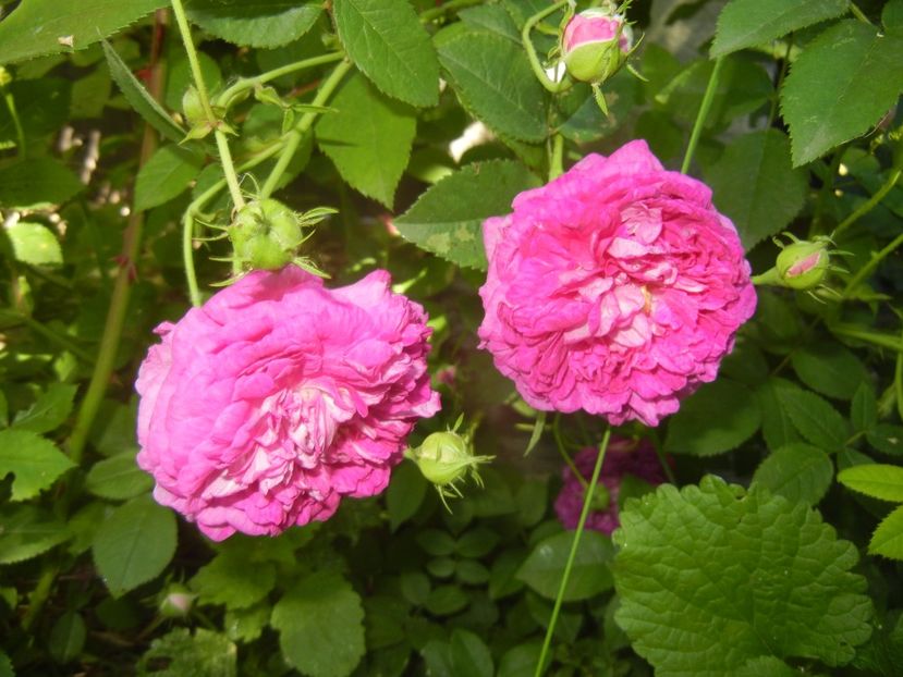 Rosa damascena (2017, May 21) - ROSA Damascena_Damask Rose