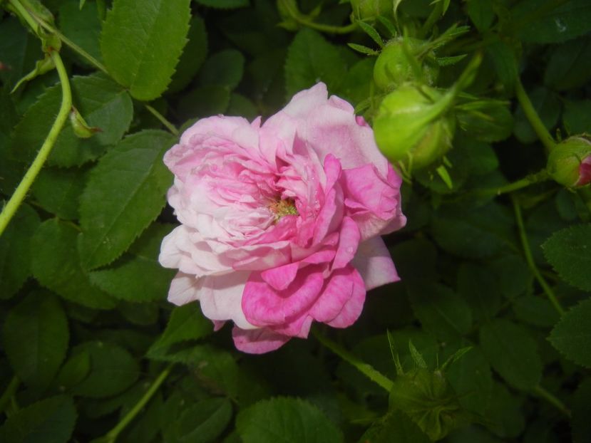 Rosa damascena (2017, May 21) - ROSA Damascena_Damask Rose