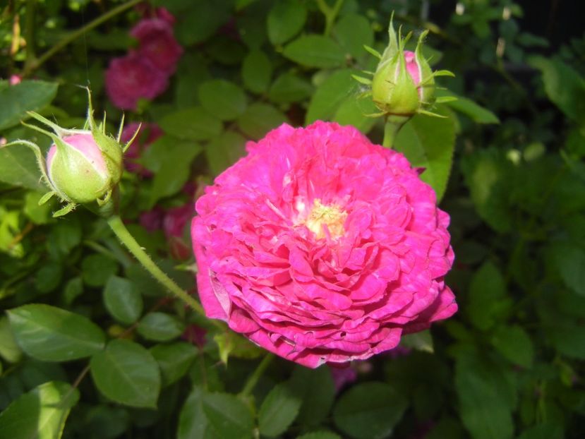 Rosa damascena (2017, May 24) - ROSA Damascena_Damask Rose