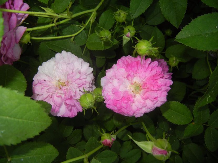 Rosa damascena (2017, May 24) - ROSA Damascena_Damask Rose