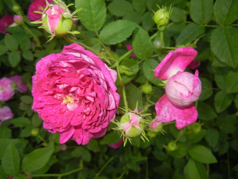 Rosa damascena (2017, May 24) - ROSA Damascena_Damask Rose