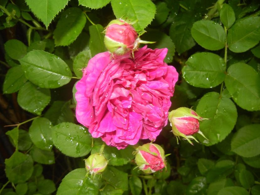 Rosa damascena (2017, May 25) - ROSA Damascena_Damask Rose