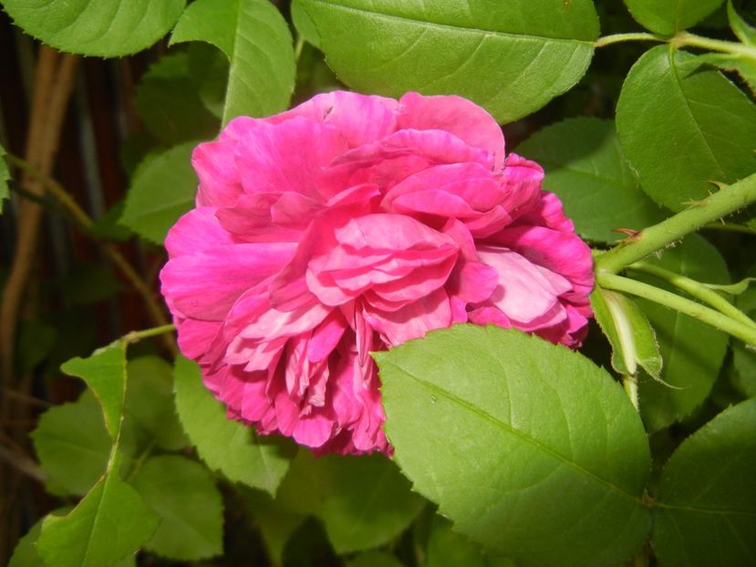 Rosa damascena (2017, June 02) - ROSA Damascena_Damask Rose