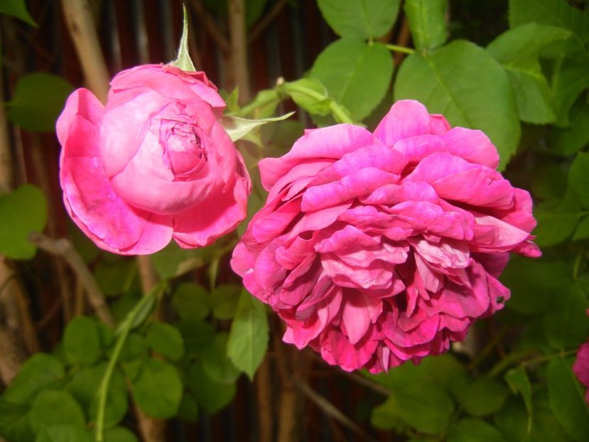 Rosa damascena (2017, June 02) - ROSA Damascena_Damask Rose