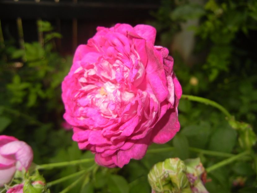 Rosa damascena (2017, June 02) - ROSA Damascena_Damask Rose