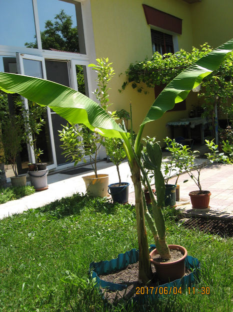 Picture 8036 - Banan