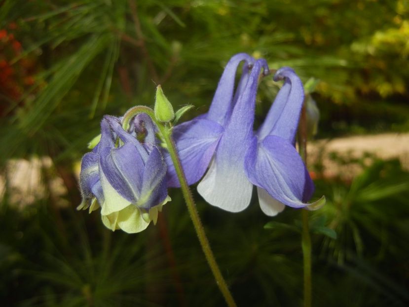 Aq. Winky Blue & White (2017, May 02) - Aquilegia Winky Blue White