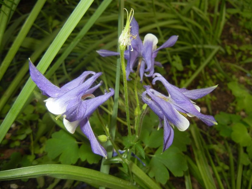 Aq. Winky Blue & White (2017, May 11) - Aquilegia Winky Blue White
